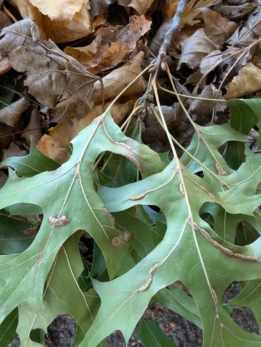 Unknown species found near Jefferson Ave & Edgcumbe Rd, St Paul, MN 55105, USA