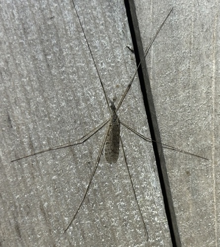 Unknown species found near Jonathan's Way, Brewster, MA, US