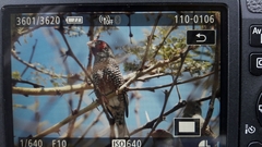 Amadina erythrocephala