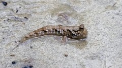 Graceful Mudskipper photo 4