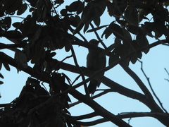 Melanerpes aurifrons