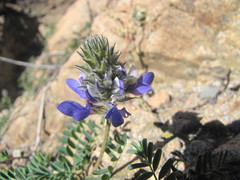 Dalea azurea