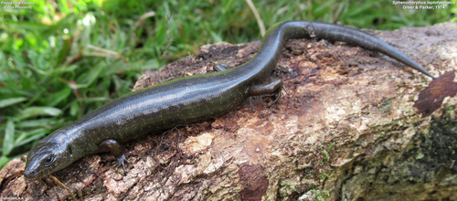 Narrow-banded Forest Skink, Sphenomorphus leptofasciatus