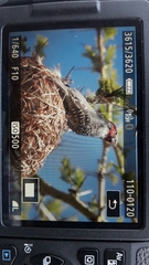 Amadina erythrocephala