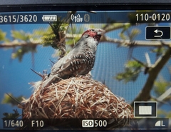 Amadina erythrocephala