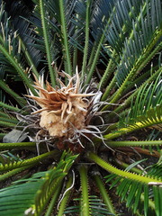 Cycas revoluta