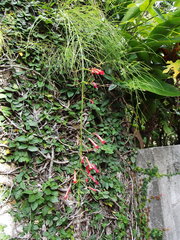 Russelia equisetiformis