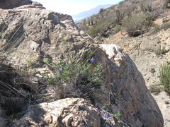 Dalea azurea
