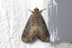 Stictopterinae