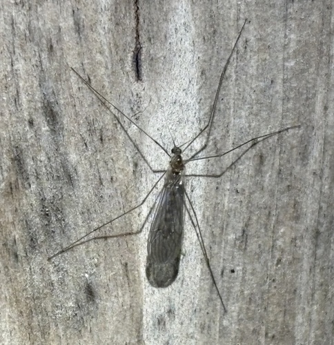 Unknown species found near Jonathan's Way, Brewster, MA, US