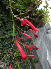 Russelia equisetiformis