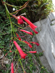 Russelia equisetiformis