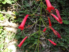 Russelia equisetiformis