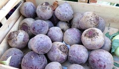 Beta vulgaris vulgaris