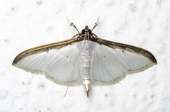 Cydalima laticostalis