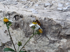 Apis mellifera