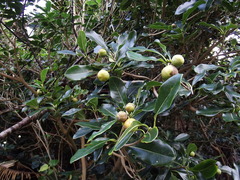Pittosporum tobira