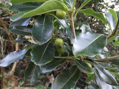 Pittosporum tobira