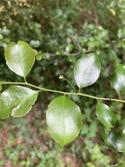 Gymnosporia harveyana harveyana