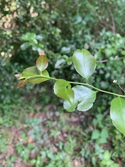 Gymnosporia harveyana harveyana