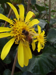 Apis mellifera
