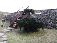Cycas revoluta