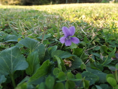 Viola philippica pseudojaponica