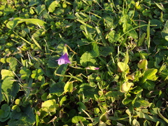 Viola philippica pseudojaponica