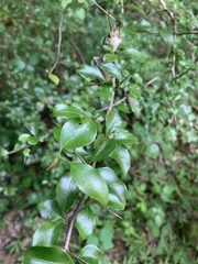 Gymnosporia harveyana harveyana