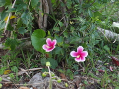 Hibiscus rosa-sinensis