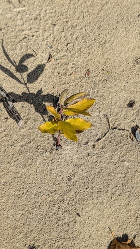 Salix cordata, photograph 6