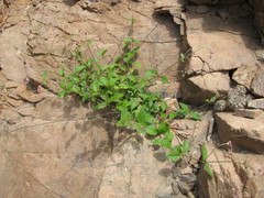 Alternanthera porrigens