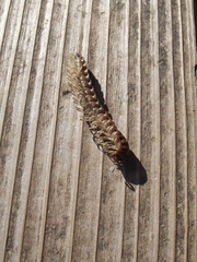 Chamberlinius hualienensis