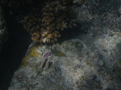 Halichoeres melanurus