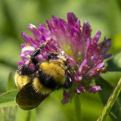 Bombus borealis image