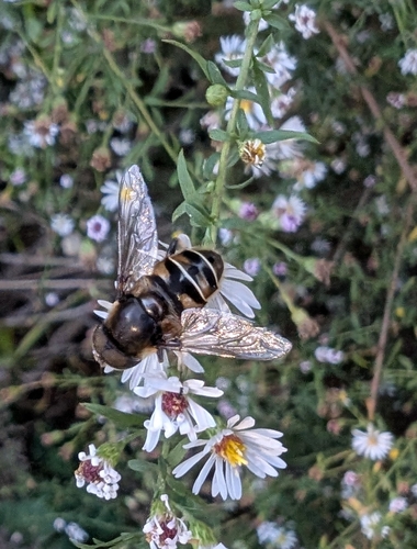 Unknown species found near Greek Park (to Tucker Hall), Athens, GA 30602, USA