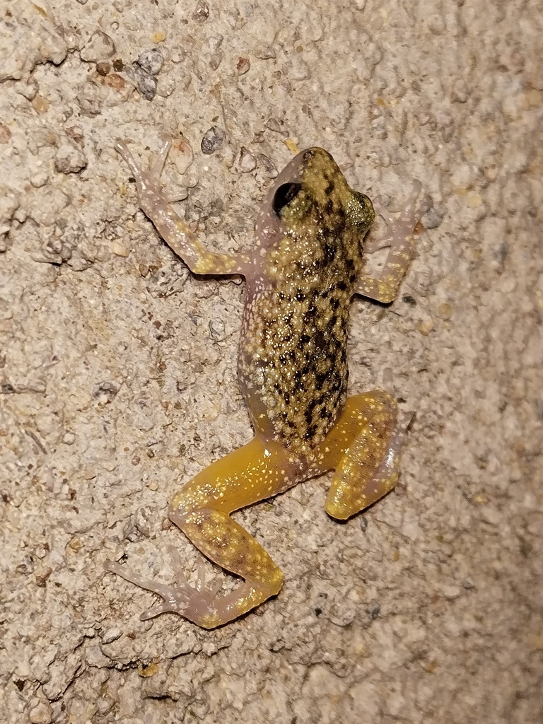 Spotted Chirping Frog (Eleutherodactylus guttilatus)