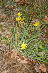 Takhtajaniantha austriaca