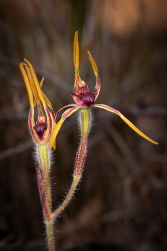 reaching spider orchid (Caladenia arrecta)