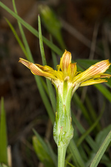 Takhtajaniantha austriaca
