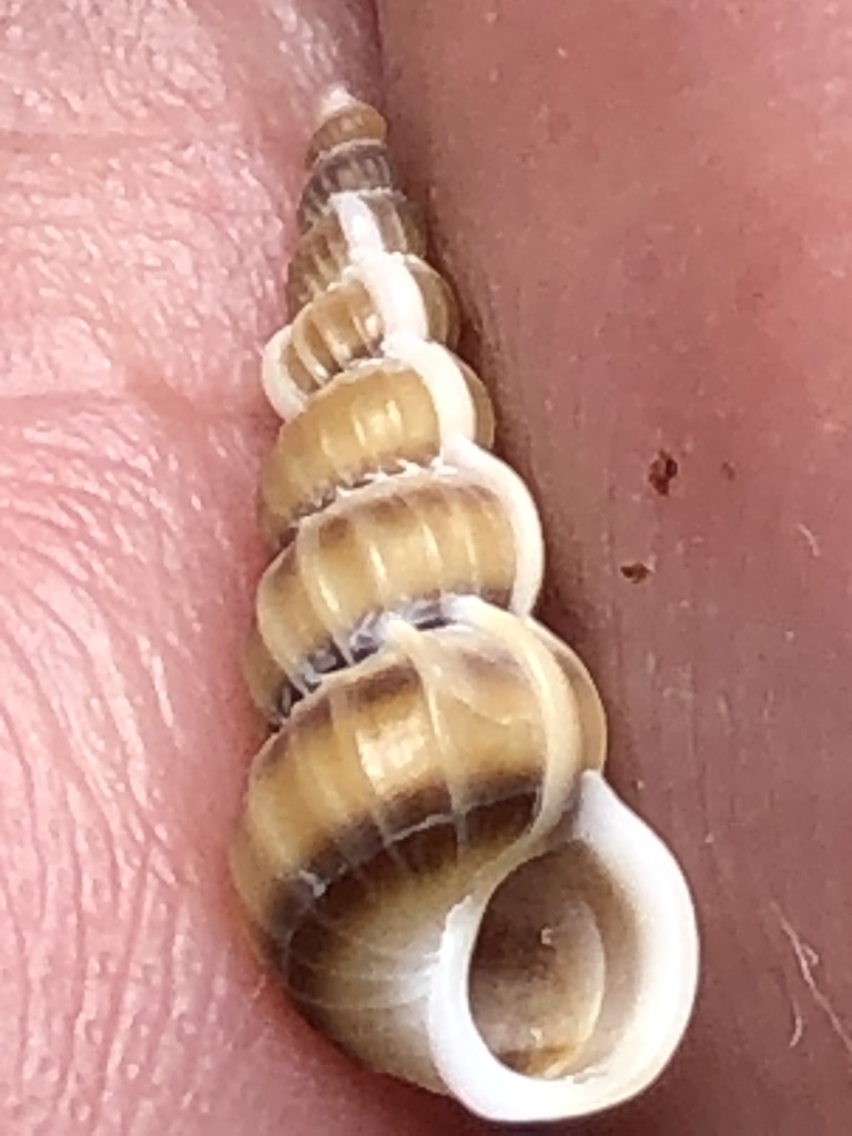 brown-band wentletrap
