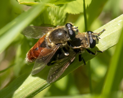 Polydontomyia curvipes
