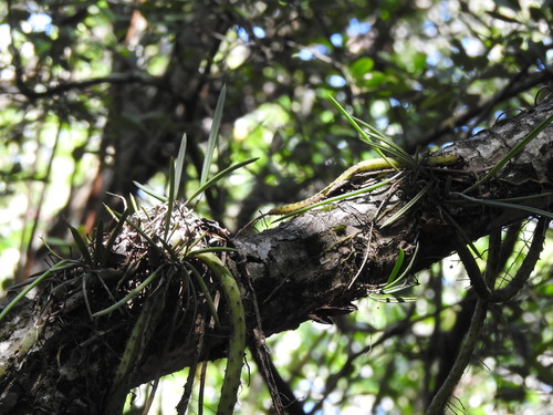 Trichocentrum cebolleta, 2025-10-21