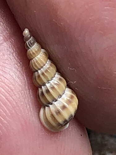 brown-band wentletrap