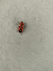 Lygaeus equestris