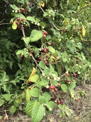Capsicum rhomboideum