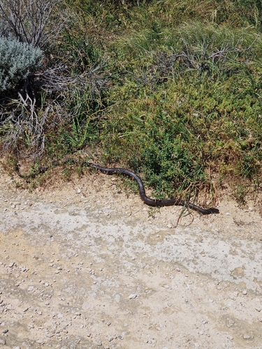 Rottnest Island Dugite sighting