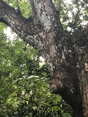 Pochota fendleri