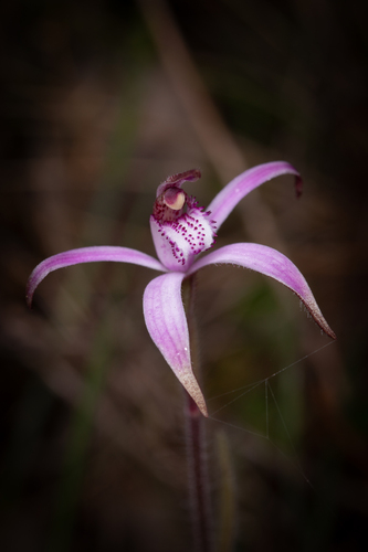 Pink candy orchid (Caladenia hirta)