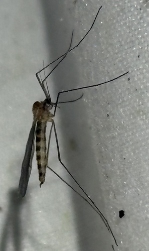 Unknown species found near Jonathan's Way, Brewster, MA, US